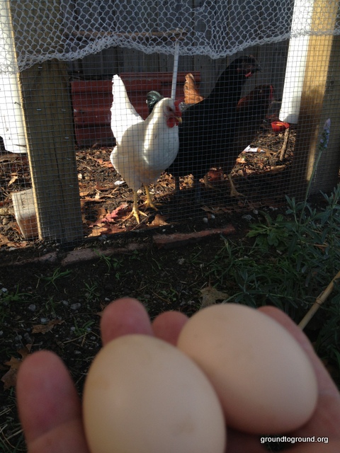 Chicken Eggs from the Suburbs