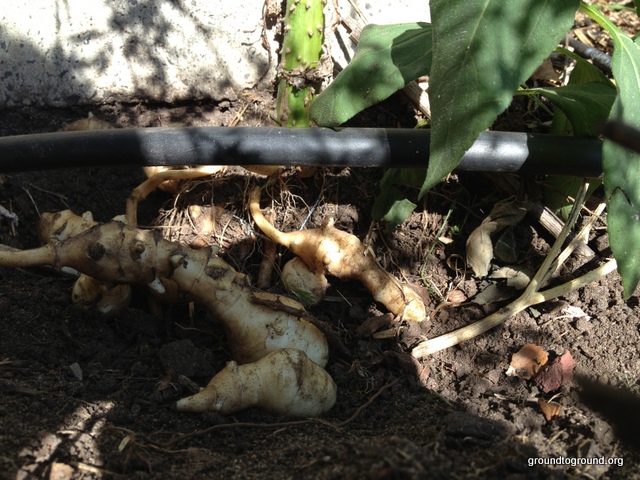 The Harvest of Jerusalem&nbsp;Artichoke