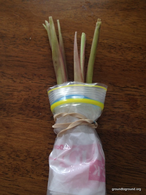 lemongrass cuttings wrapped in plastic