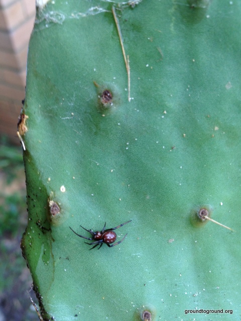 spider on Prickly Pear Cactus