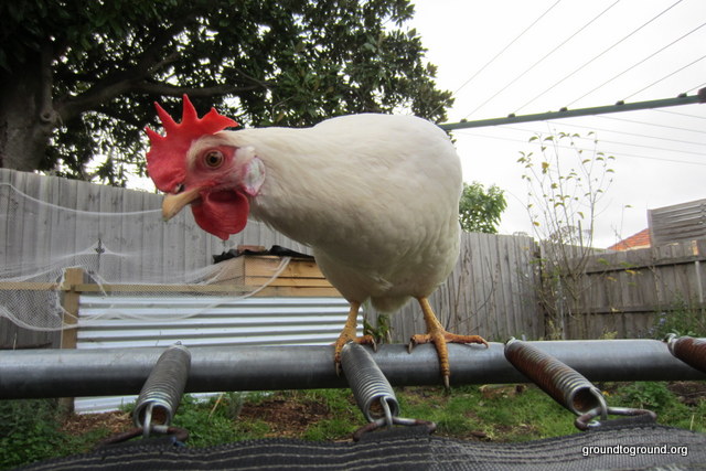 When Chickens Ruled the World