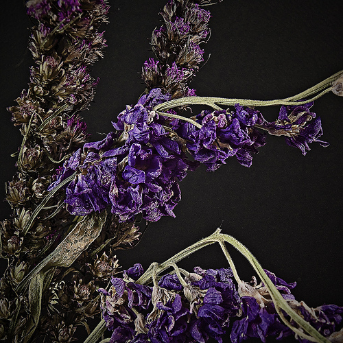 lavender herb for flies