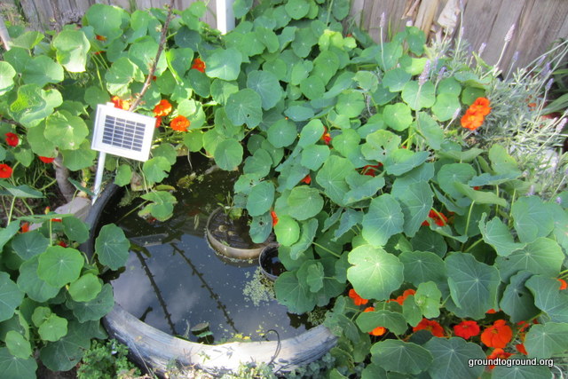 Tire Ponds – Spring 2013&nbsp;Update