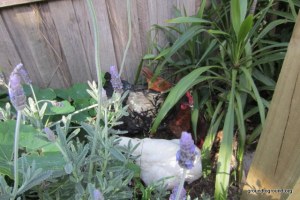 chickens playing in backyard
