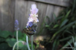 bee on lavender