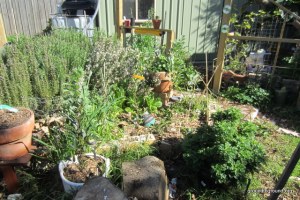 a full garden of plants