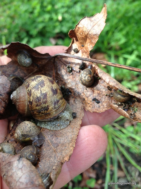 snails under leaves