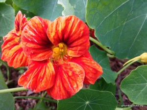 Nasturtium flower red