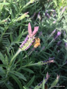 bee on lavender