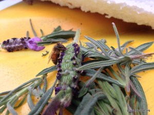 bee on lavender