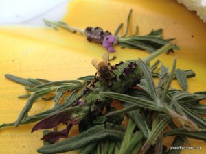bee on lavender