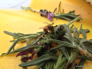 bee on lavender