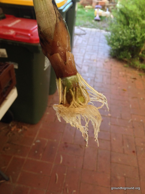 lemongrass grown from cutting