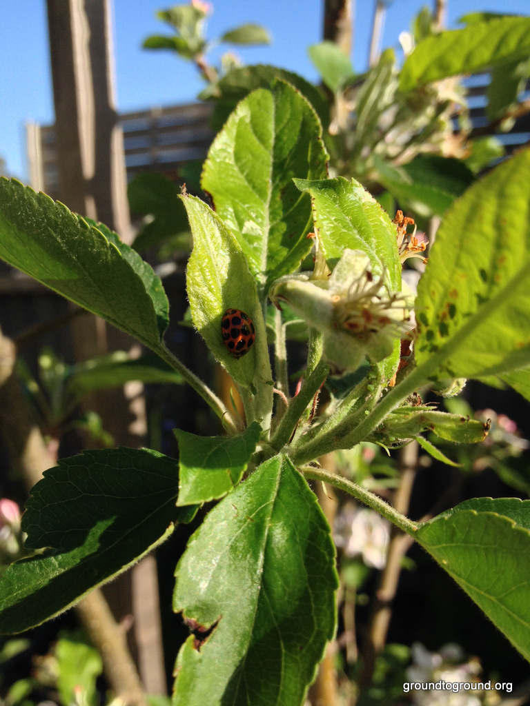 lady bug eats aphids