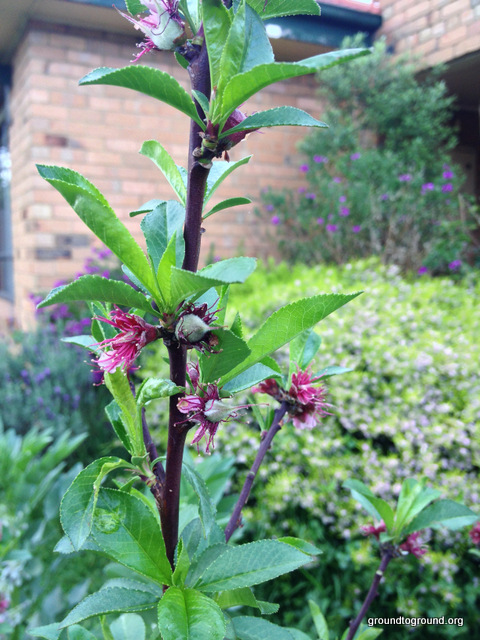 peach tree fruit flowering