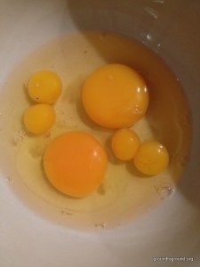 quail and chicken eggs