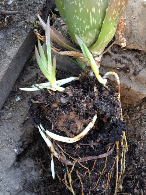 aloe-vera roots