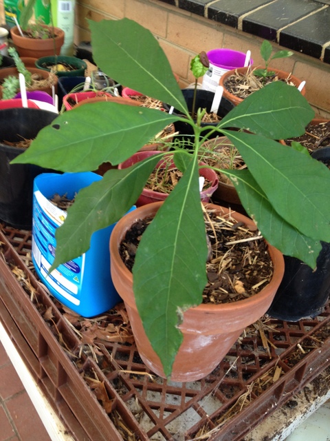 avocado seedling in pot