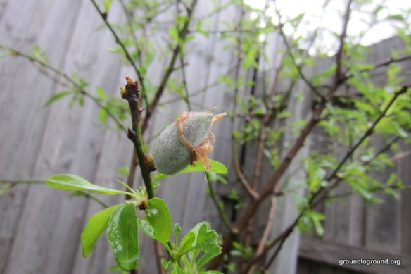 First Fruit on Almond Tree