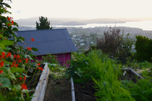 Visiting a hillside Backyard Permaculture in&nbsp;Hobart…