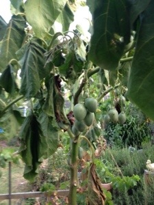 Tamarillo versus heatwave