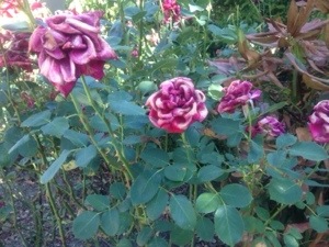 Roses versus Heatwave
