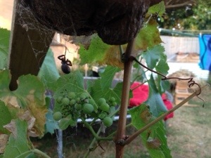 Spider and the Grape&nbsp;Vine