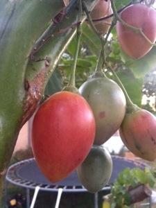 Tamarillo – 5 Reasons Why You Need a Year Round&nbsp;Tomato