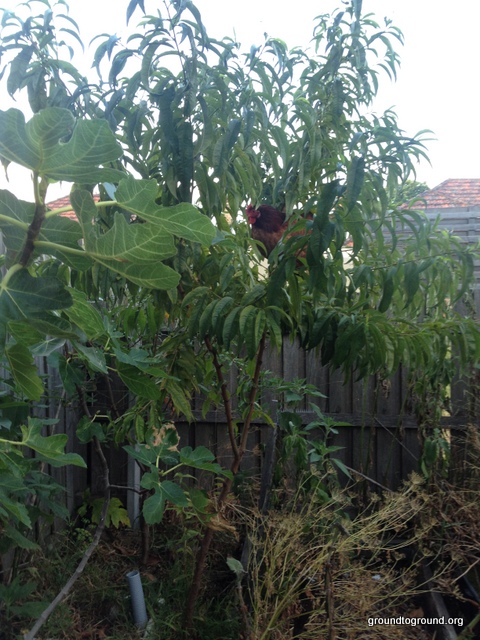 chicken in tree