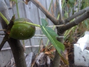 The Fig Tree Vending&nbsp;Machine