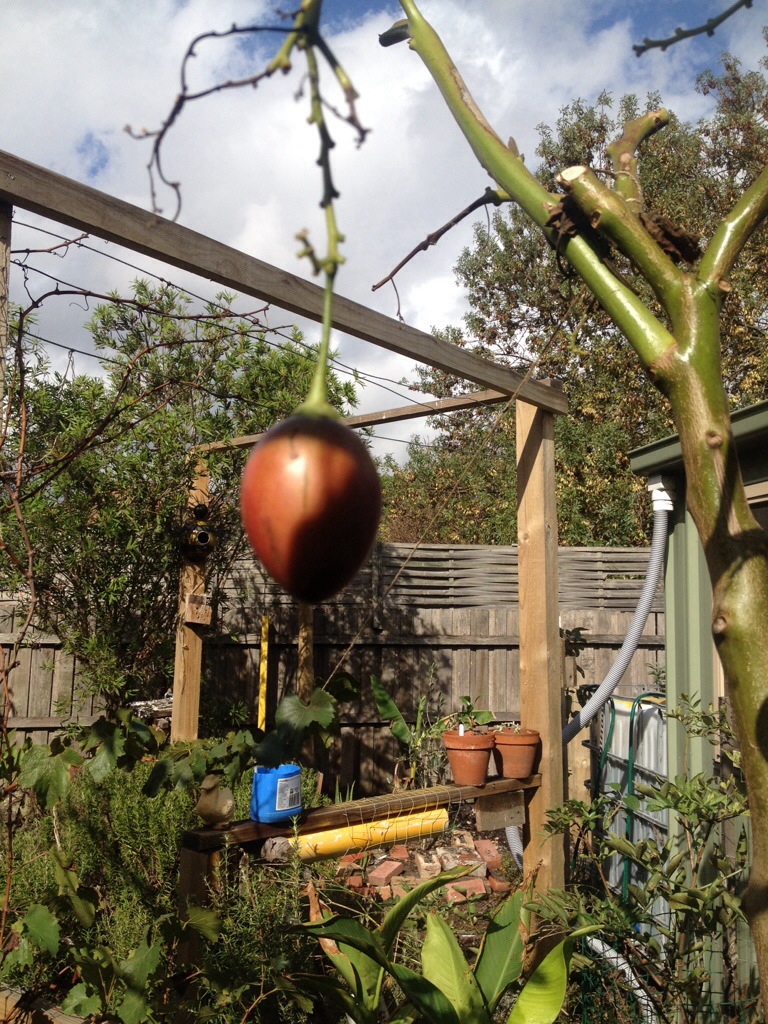 Tamarillo Fruit Ripe
