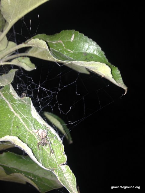 The Spider and the Apple