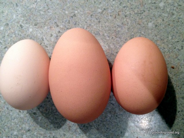 2 regular eggs and one monster egg