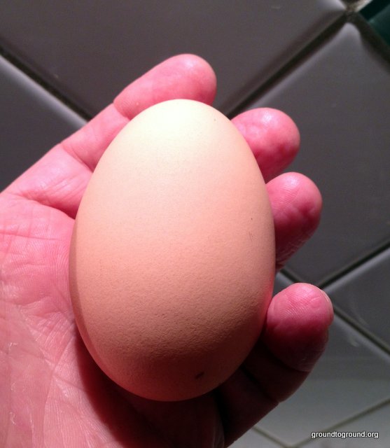holding a huge egg