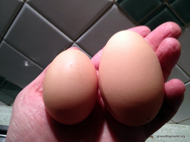large egg and small egg