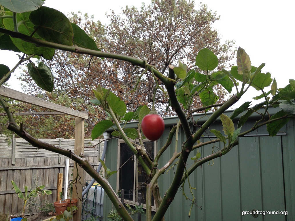 Tamarillo Tree following – May&nbsp;2014
