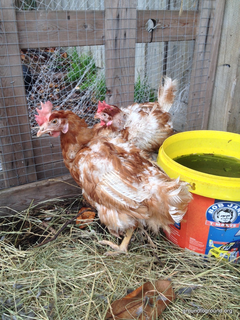 The Amazing Adventure of Bareass the Ex-Battery Farm&nbsp;Chicken