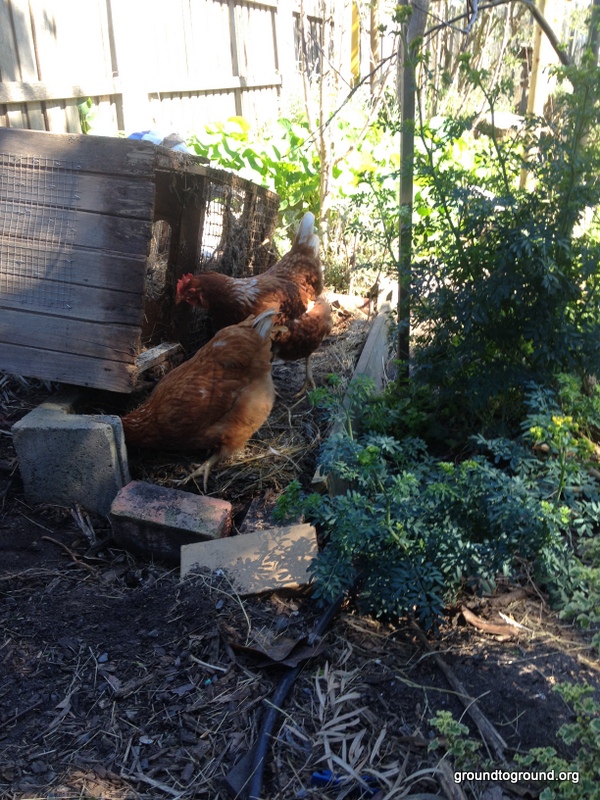 Chicken Hunting Party