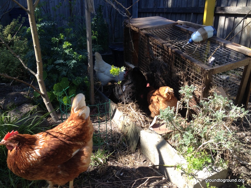 Cleaning out the quail coop