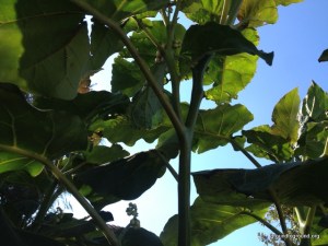 tamarillo tree growing