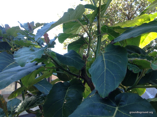 Tamarillo Tree Following – August&nbsp;2014