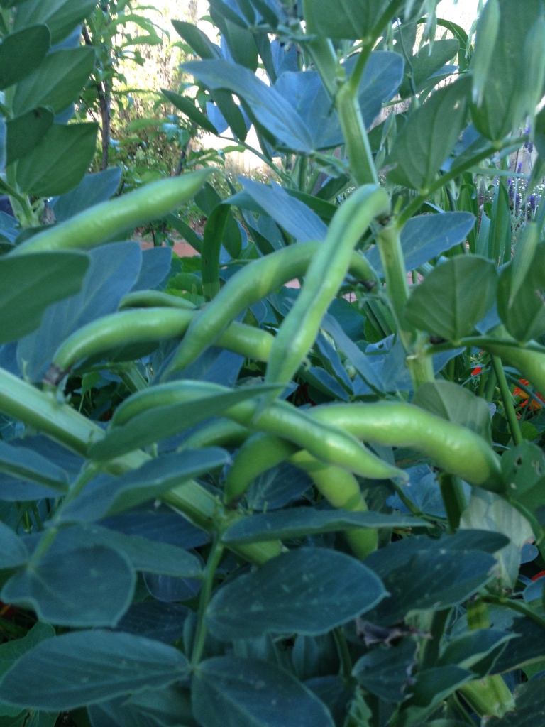 Broad-Beans