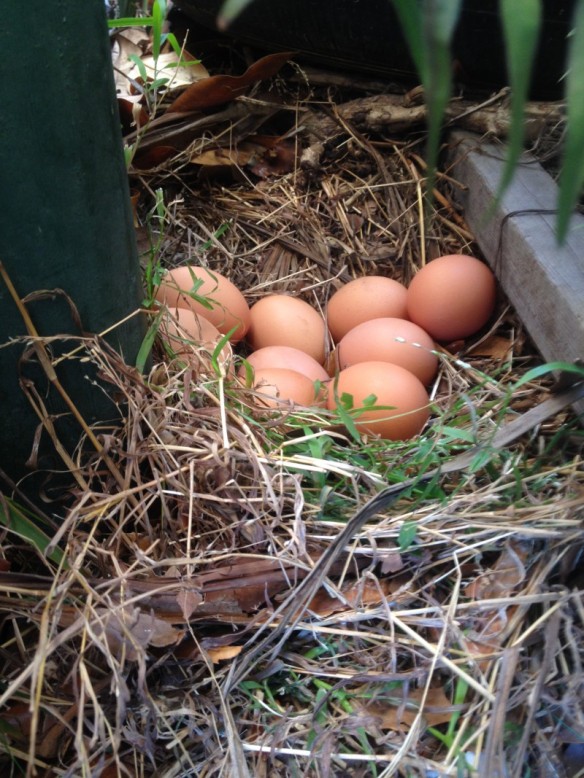 Hidden chicken eggs rather than the nest