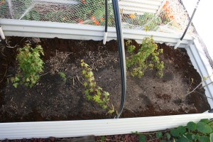 Coffee ground perimeter