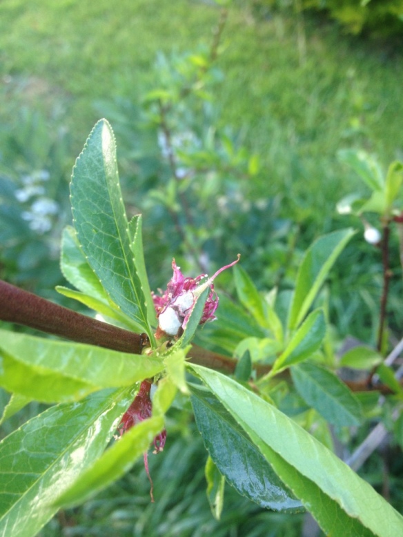 Peach Tree Fruiting
