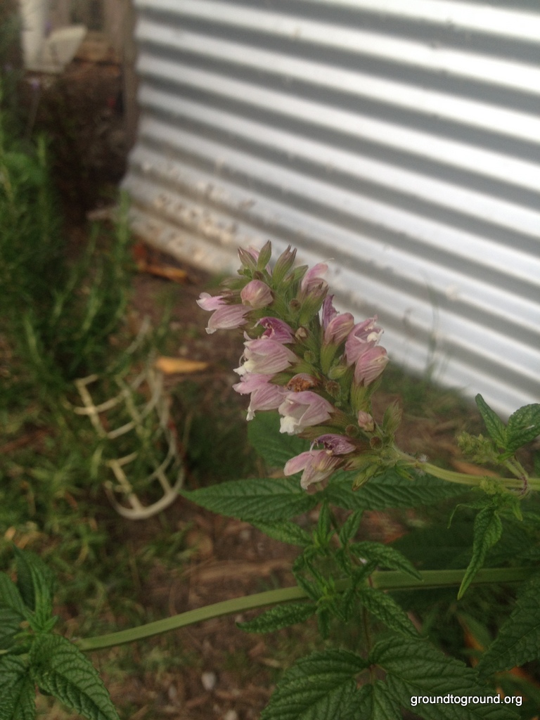 Balm of Gilead (Cedronella canariensis): A Natural Insect Repellent and Bee&nbsp;Magnet