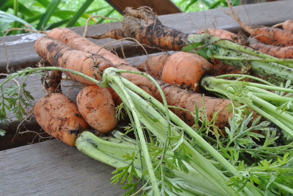 The Magic of Vermicomposting: Harnessing Worm Power for Healthy&nbsp;Soil