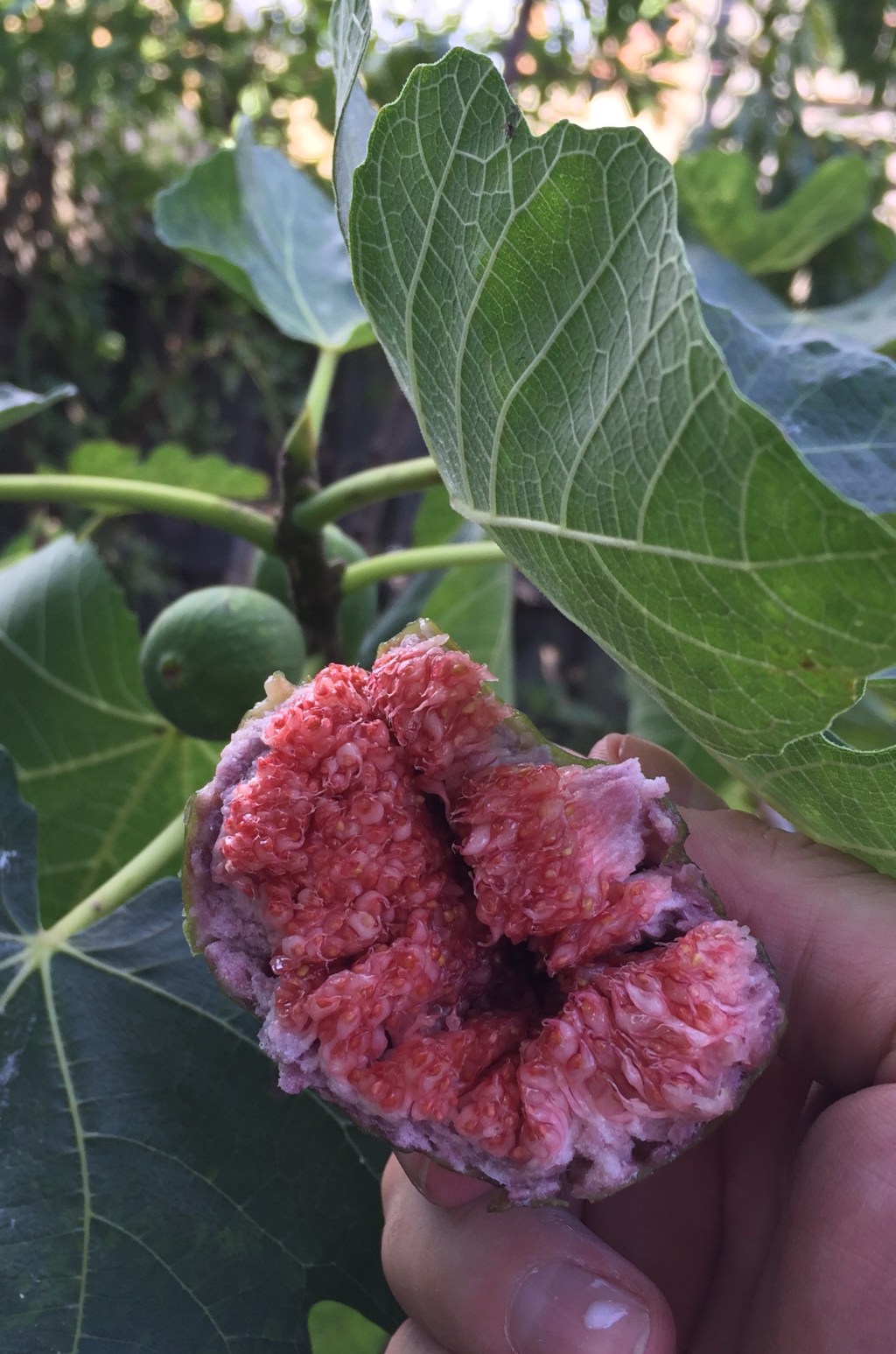 Why your Summer is incomplete without&nbsp;figs