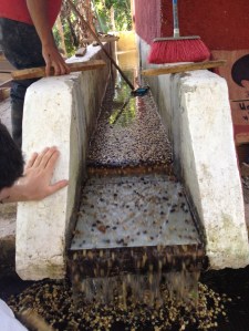 Washing Coffee Beans