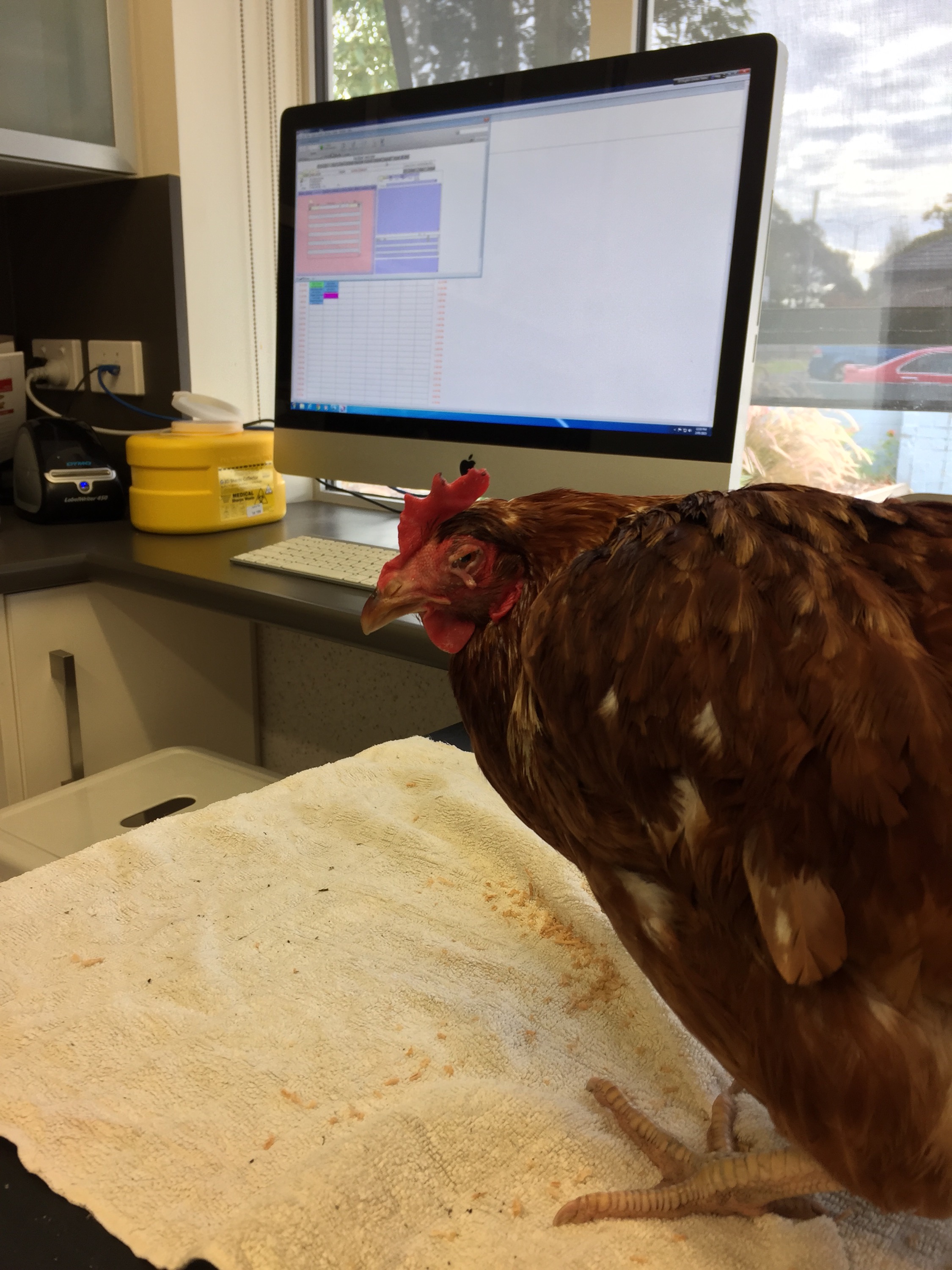 What it costs to save a sickly bare arsed chicken